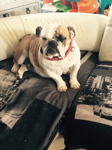 Ice cream des Bulldogs de l'Avesnois